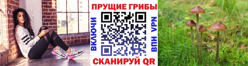 цена наркотик  Реутов  гидра зеркало  Галлюциногенные грибы GOLDEN TEACHER 